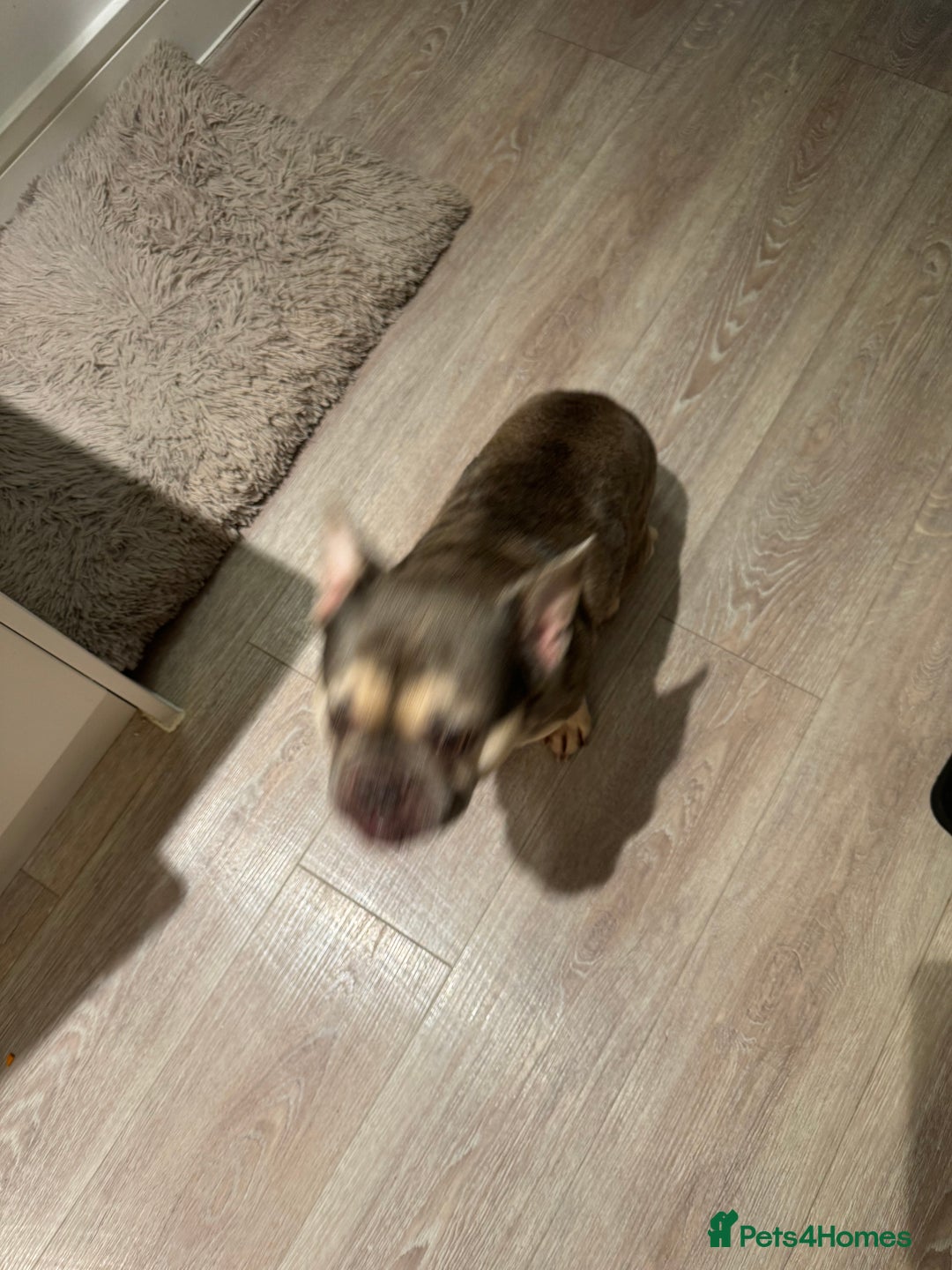 French Bulldog dogs for sale: French Bulldog Looking for a Loving Home – URGENT - Image 3