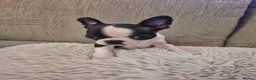 Boston Terrier dogs for sale: Boston Terrier puppies  - Advert 11