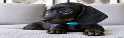 Miniature Dachshund dogs for sale: READY TO GO Stunning true mini KC Dachshund - Advert 4