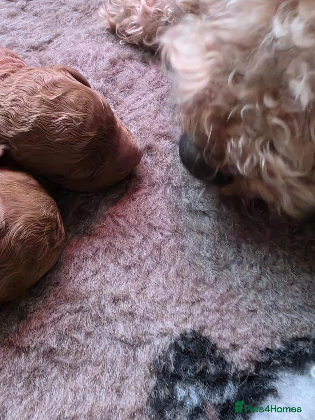 Cavapoo dogs for sale: Cavapoo Litter - Advert 8