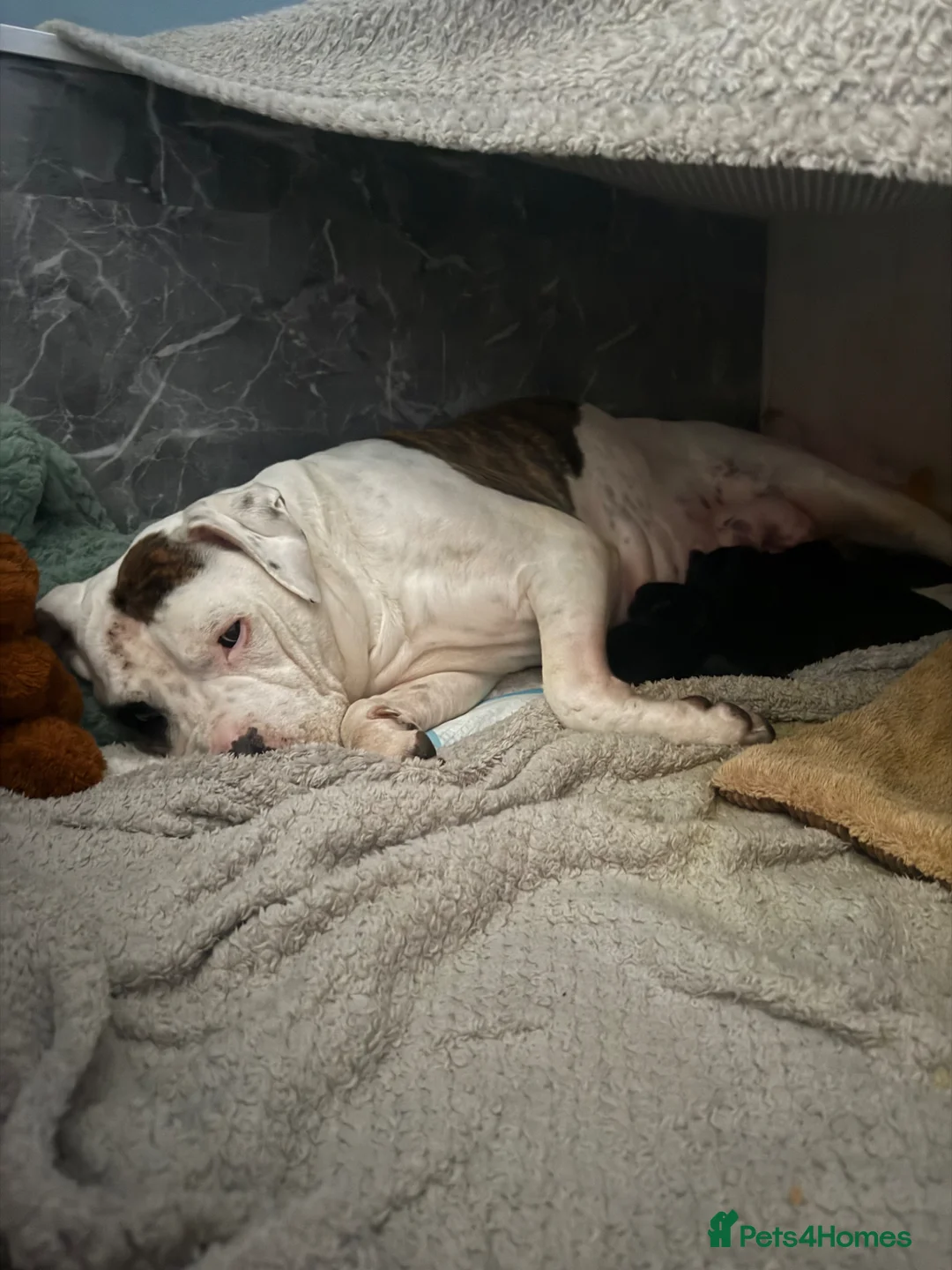 Mixed Breed dogs for sale: Adorable American Bulldog x Cane Corso puppies 🐾 - Advert 2