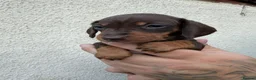 Miniature Dachshund dogs for sale: Stunning Miniature Dachshund pups  - Advert 6