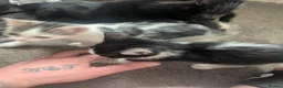 Domestic Shorthair cats for sale: Kitten - Advert 2