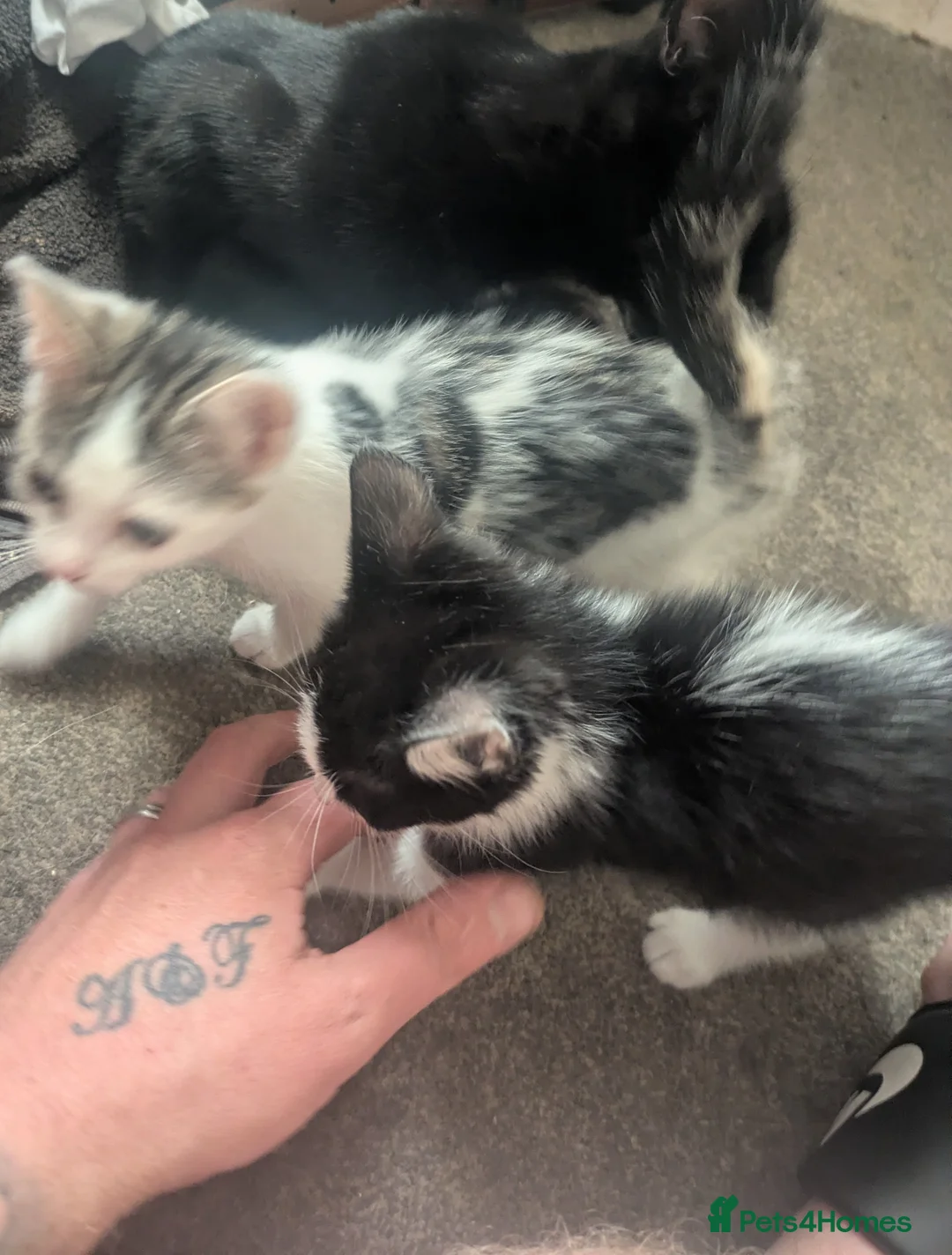 Domestic Shorthair cats for sale: Kitten - Advert 2