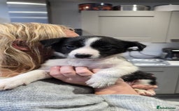 Border Collie dogs for sale: Beautiful Border Collie Puppies - Image 14