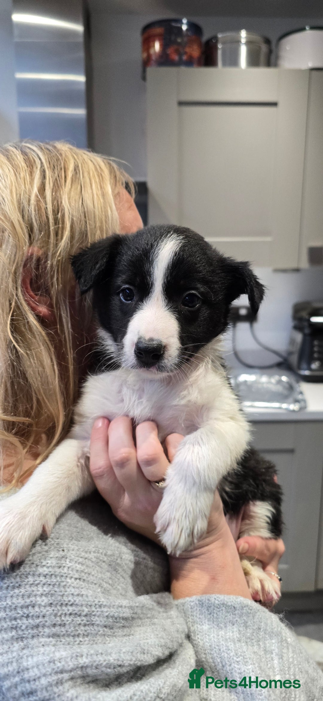 Border Collie dogs for sale: Beautiful Border Collie Puppies - Image 14