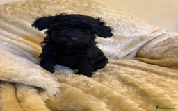 Toy Poodle dogs for sale: adorable toy poodle pups health tested  - Advert 7