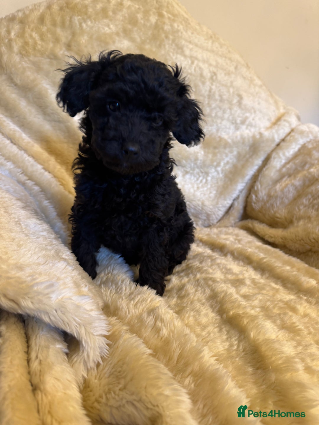 Toy Poodle dogs for sale: adorable toy poodle pups health tested  - Advert 7