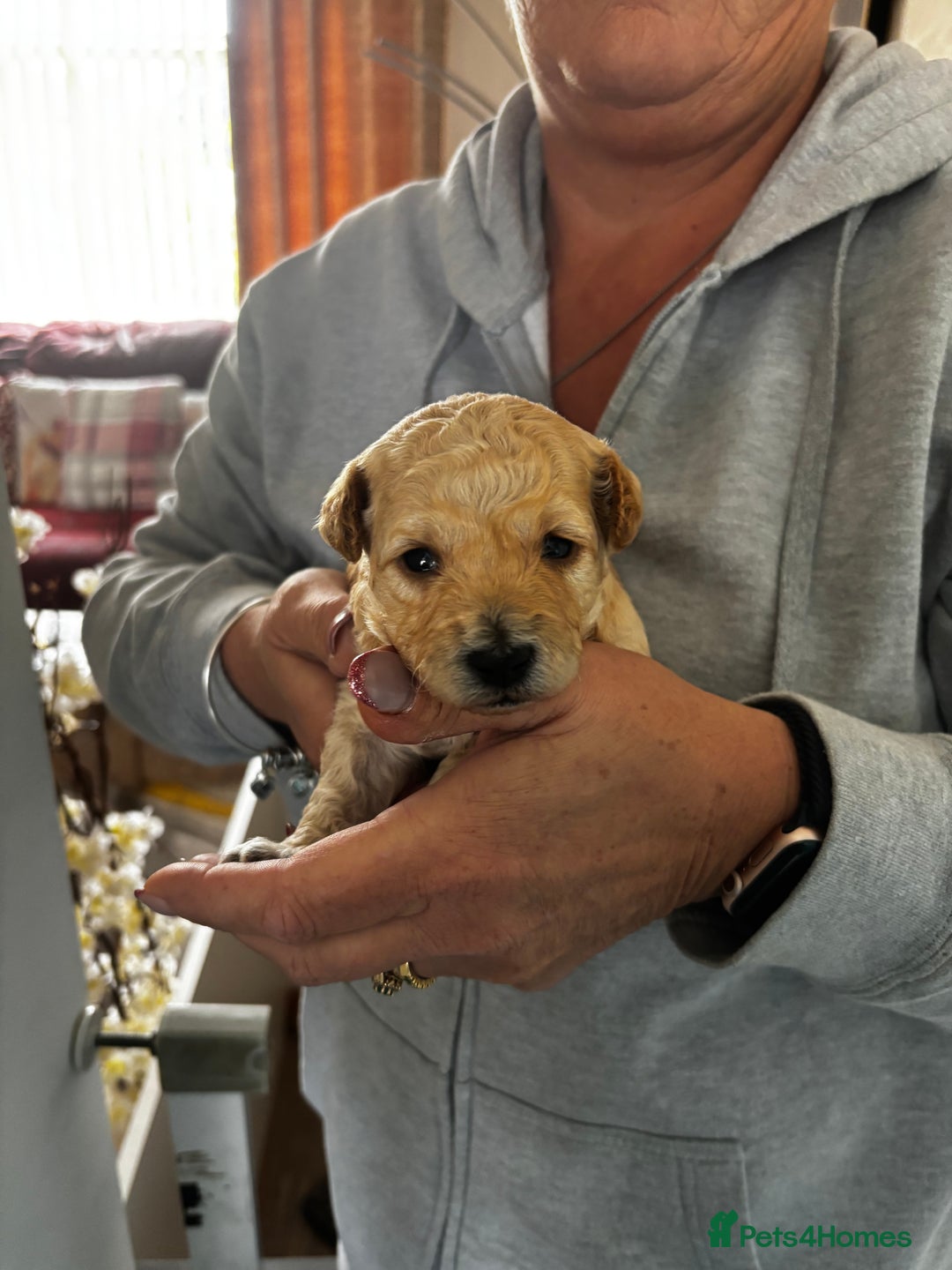 Poochon dogs for sale: Poochon Puppies - Image 2