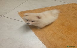 Pomeranian dogs for sale: Female Pomeranian  - Image 6