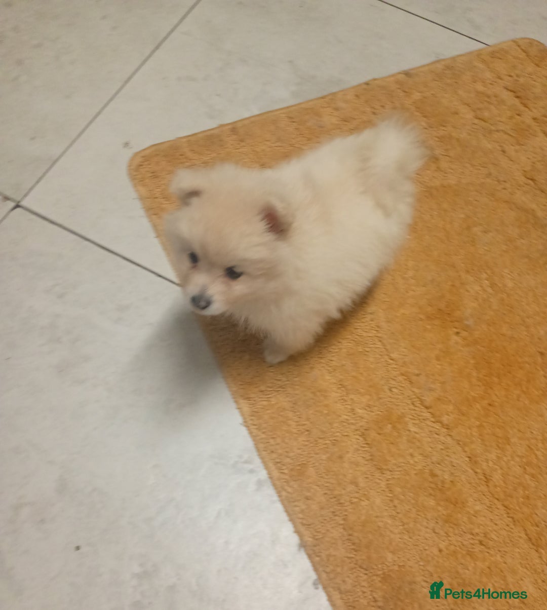 Pomeranian dogs for sale: Female Pomeranian  - Image 6