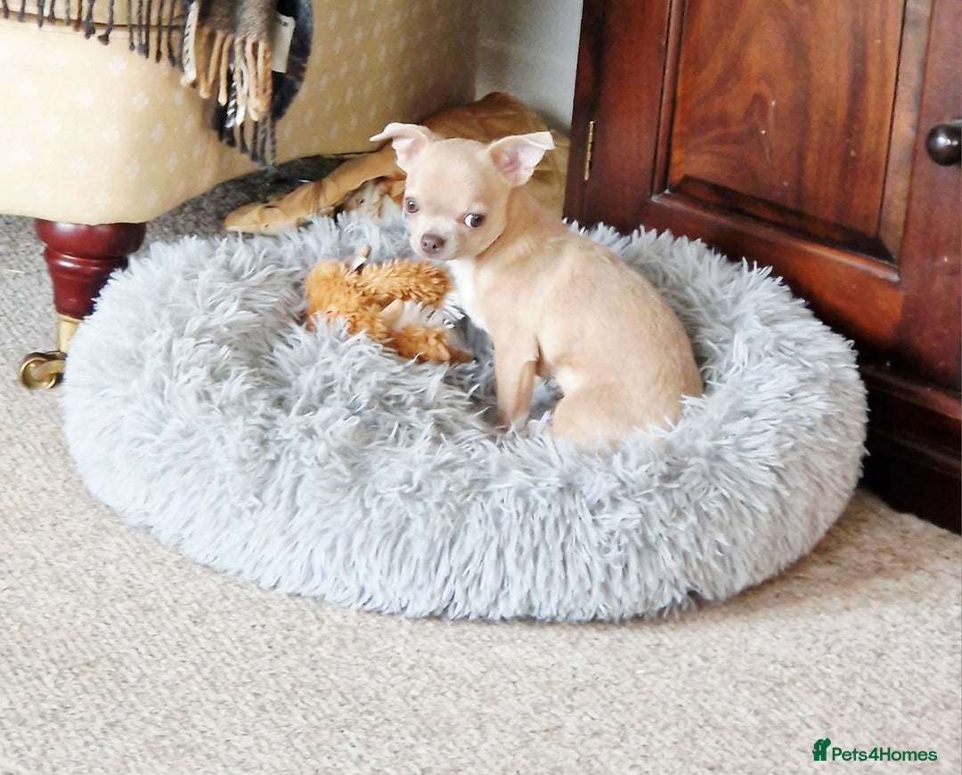 Chihuahua dogs for sale: Chihuhaha Puppies for sale - Advert 17