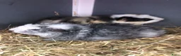 Guinea Pig rodents for sale: Baby Male and female Swiss, shelti, short haired - Advert 8