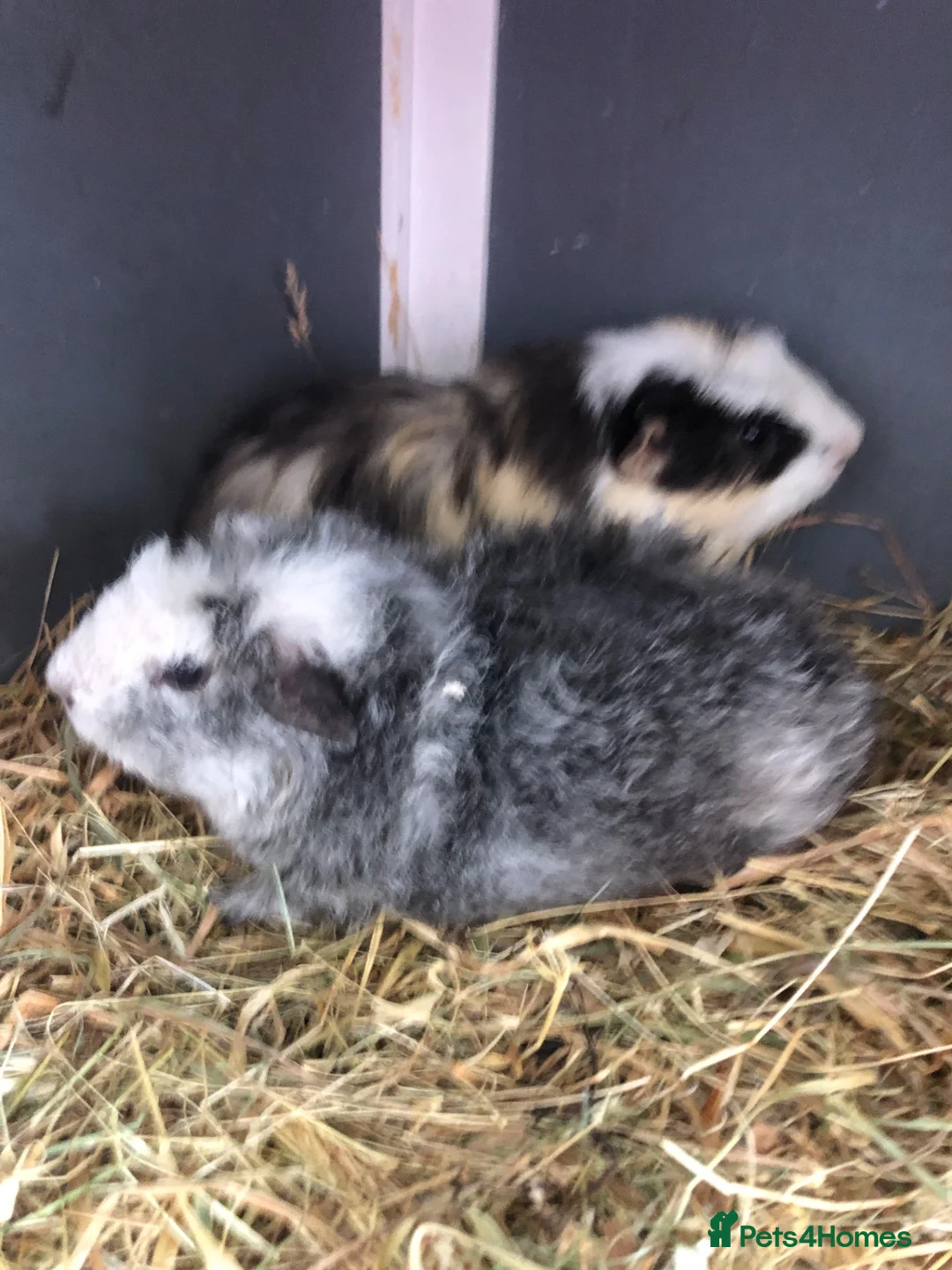 Guinea Pig rodents for sale: Baby Male and female Swiss, shelti, short haired - Advert 8