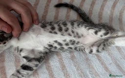 Bengal cats for sale: bengal kittens - Image 16