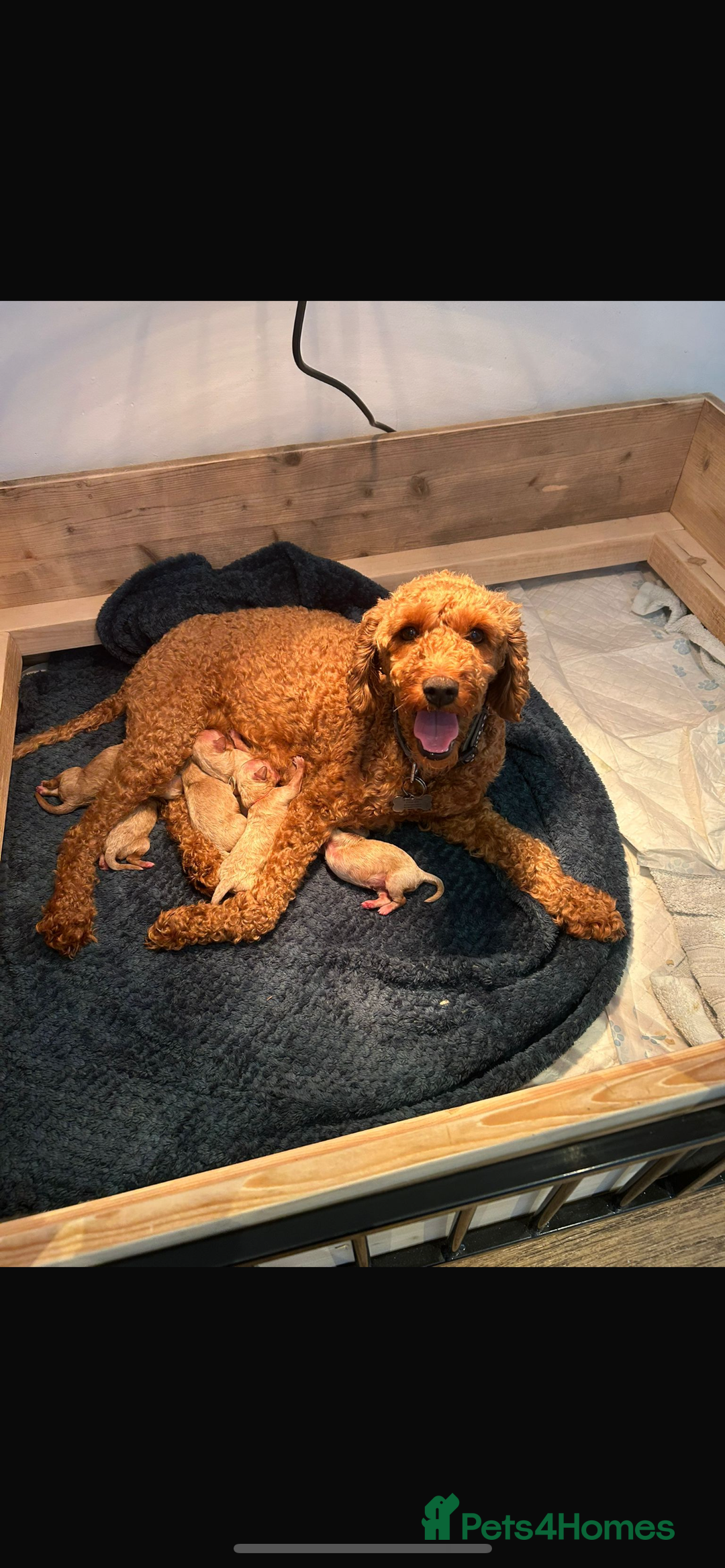 Cavapoo dogs for stud: F1B cavapoo great success rate  in Exeter - Image 17