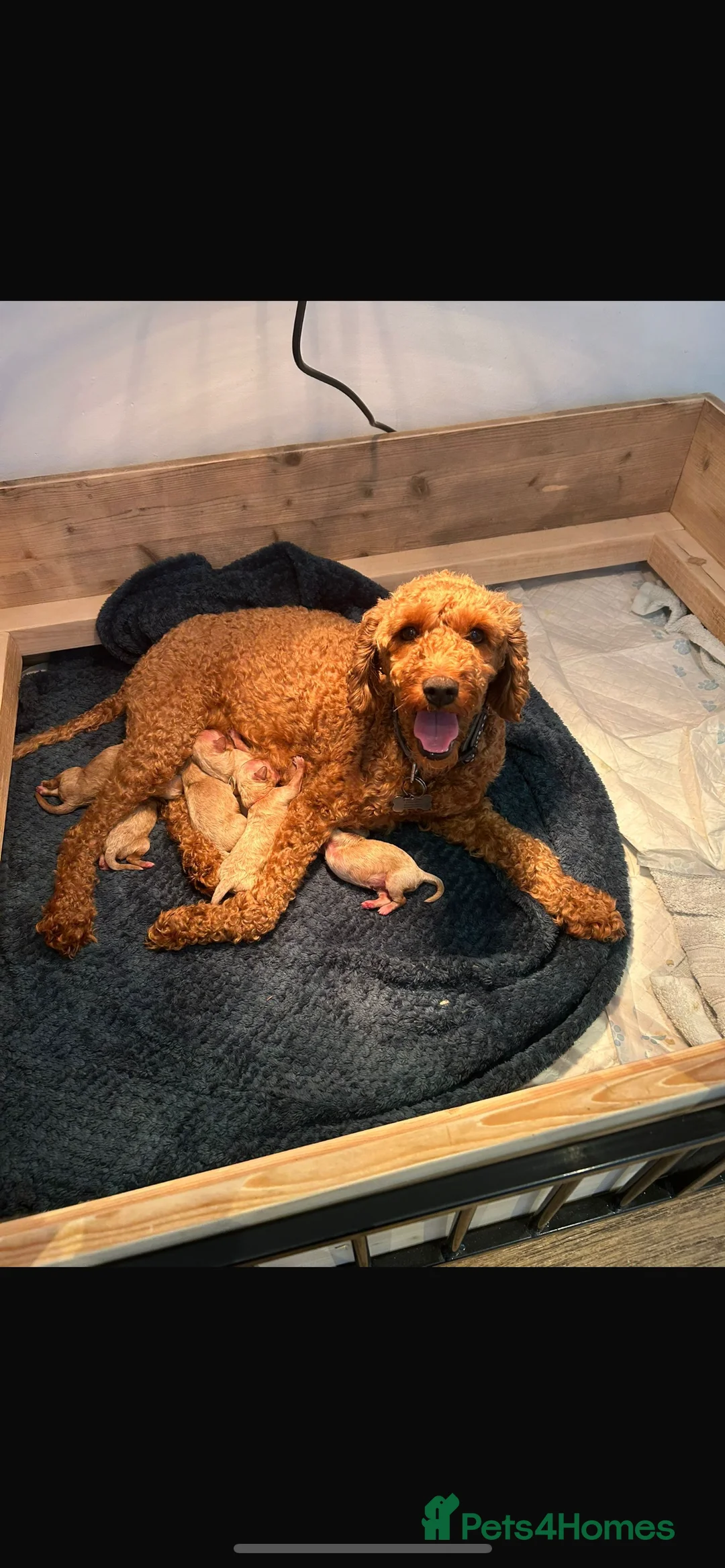 Cavapoo dogs for stud: F1B cavapoo great success rate  in Exeter - Advert 17