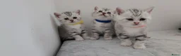 British Shorthair cats for sale: 🏆 Silver British Shorthairs pedigree 🏆  - Advert 26