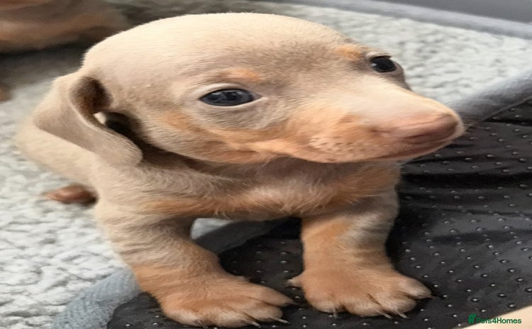 Miniature Dachshund dogs - Advert 2