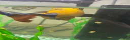Snails fish for sale: Golden apple snails - Advert 13