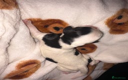 Mixed Breed dogs for sale: ❣️ beautiful Puppie’s ❣️ - Image 4