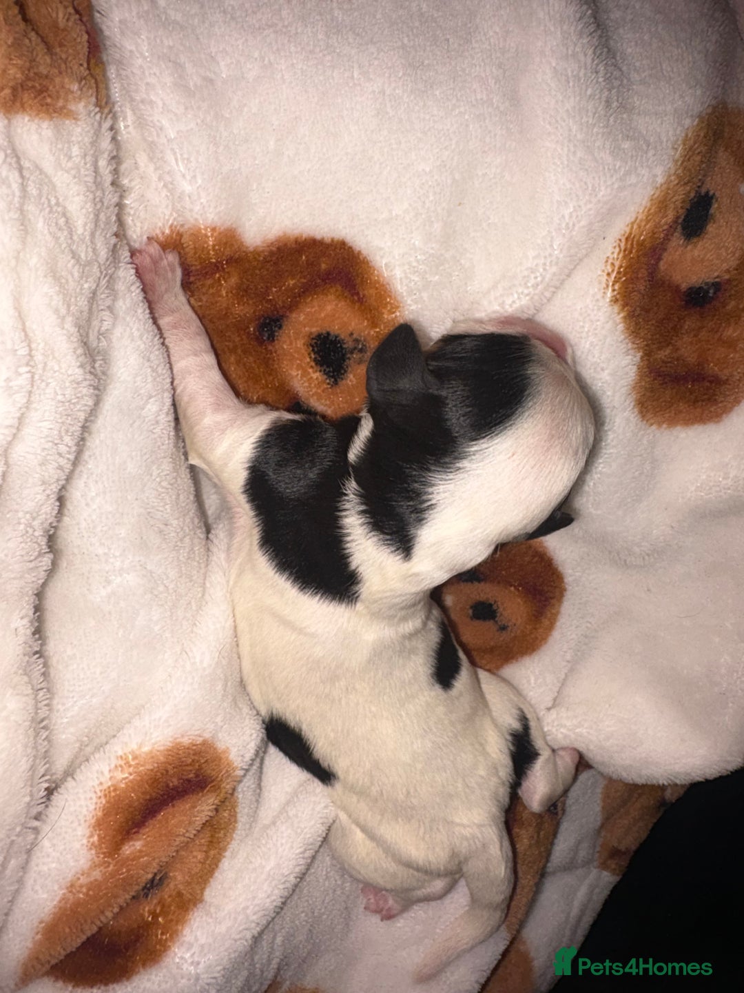 Mixed Breed dogs for sale: ❣️ beautiful Puppie’s ❣️ - Image 4