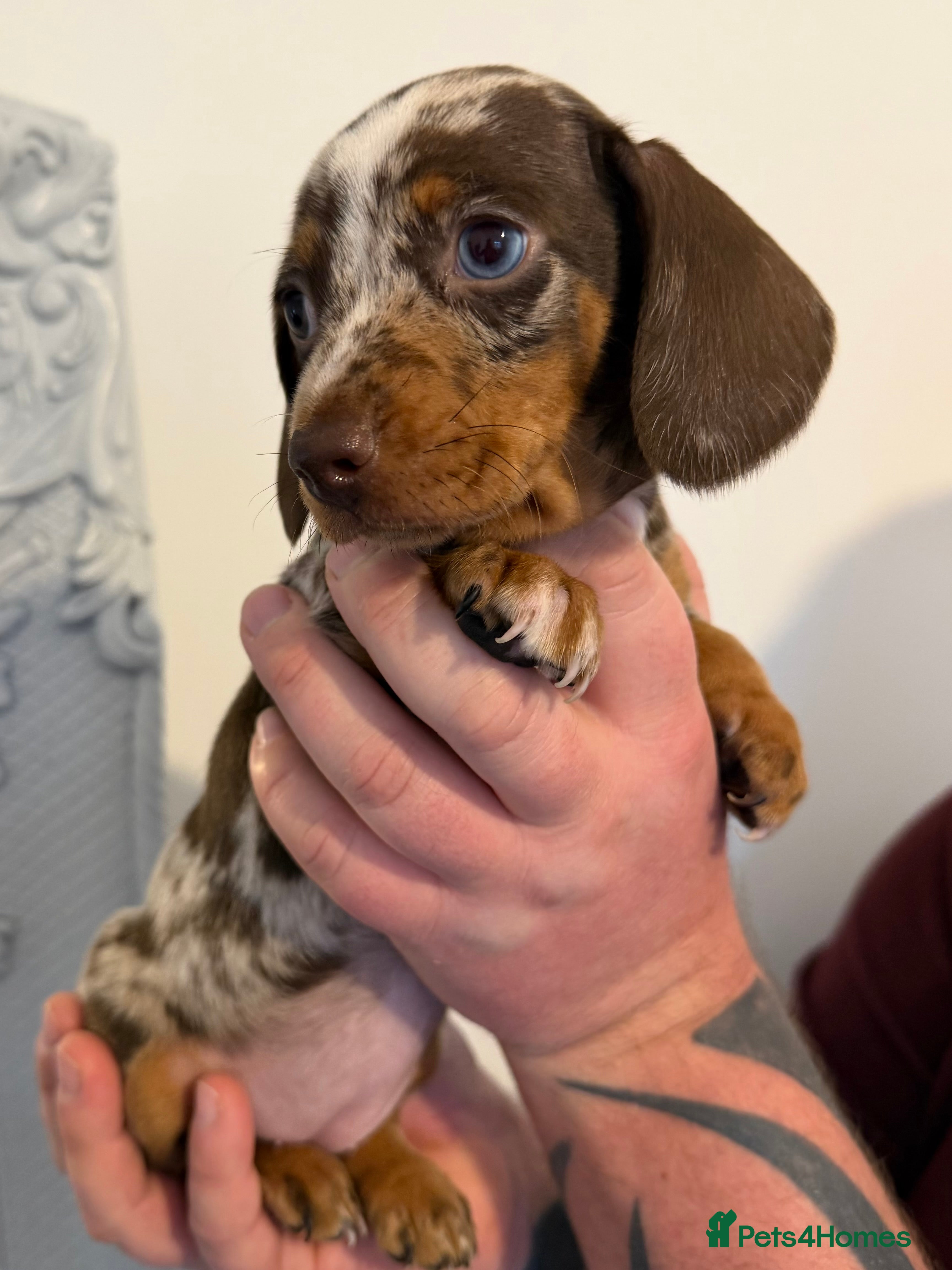Miniature Dachshund dogs Ready this weekend 🐾 Miniature dachshund girls 🤍 - Advert 14
