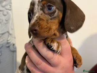 Miniature Dachshund dogs Ready this weekend 🐾 Miniature dachshund girls 🤍 - Advert 14