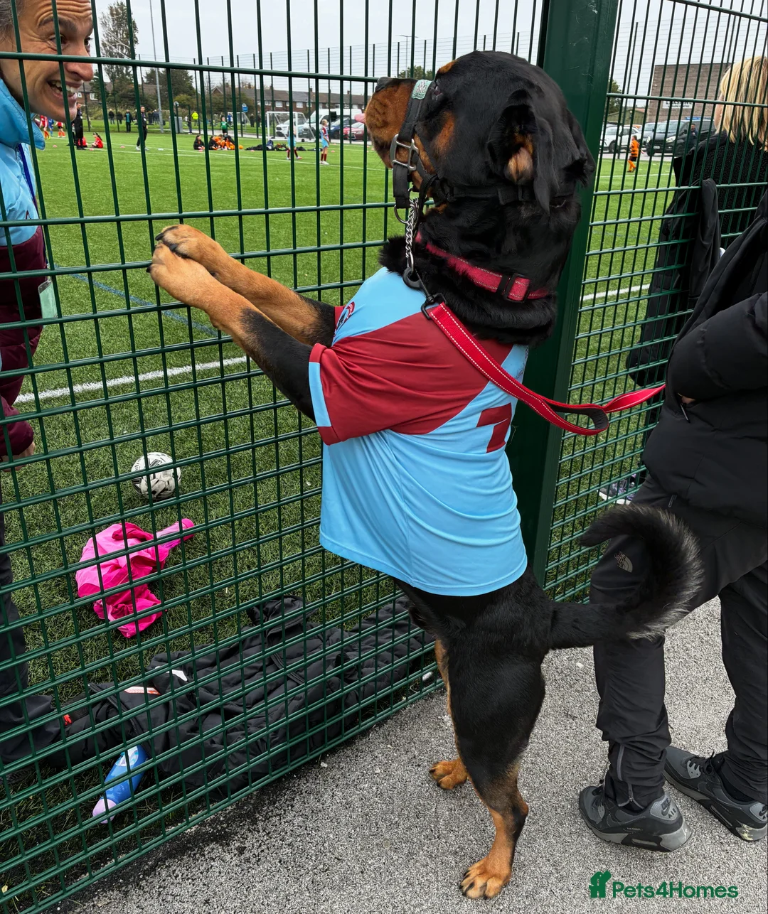Rottweiler dogs for stud: 2.5 year old Rottweiler for stud  - Advert 12
