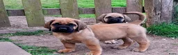 Mastiff dogs for sale: Mastiff puppies  in Galashiels - Advert 26