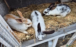 English rabbits for sale: Bunnies available - Image 2