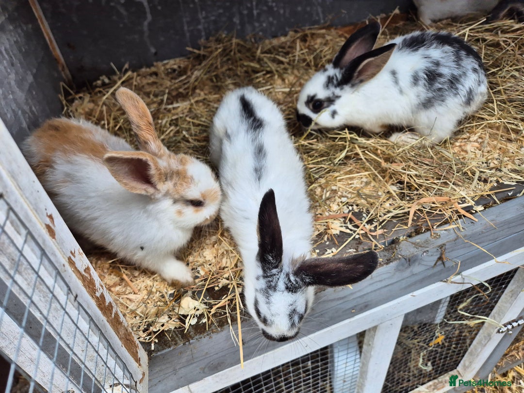 English rabbits for sale: Bunnies available - Image 2