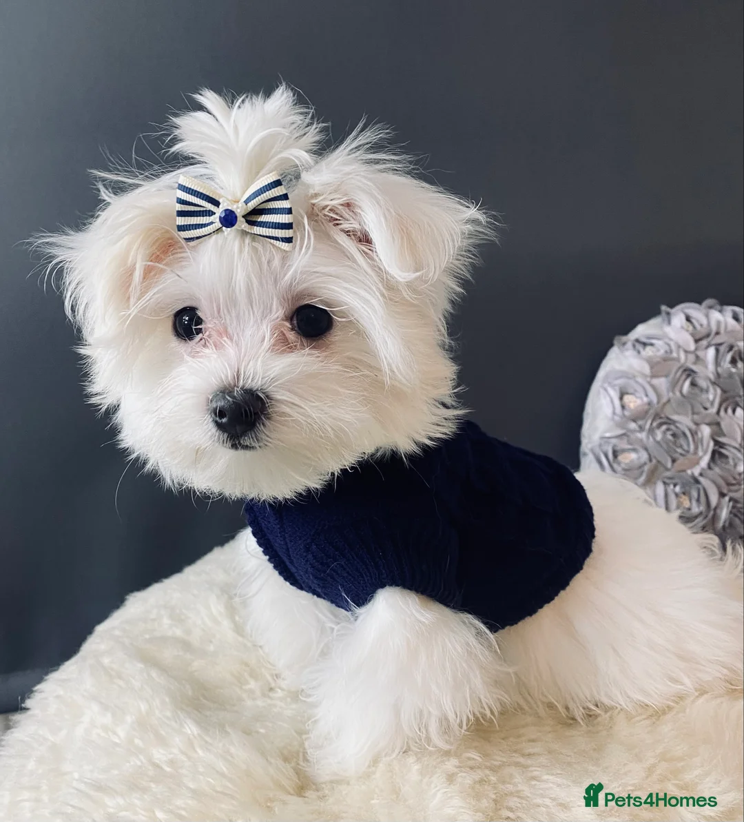Maltese dogs for sale: ✨ Outstanding KC korean Maltese Puppies ✨ - Advert 17
