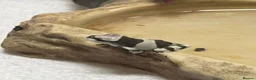 Frog reptiles for sale: Amazon milk frog babies - Advert 4