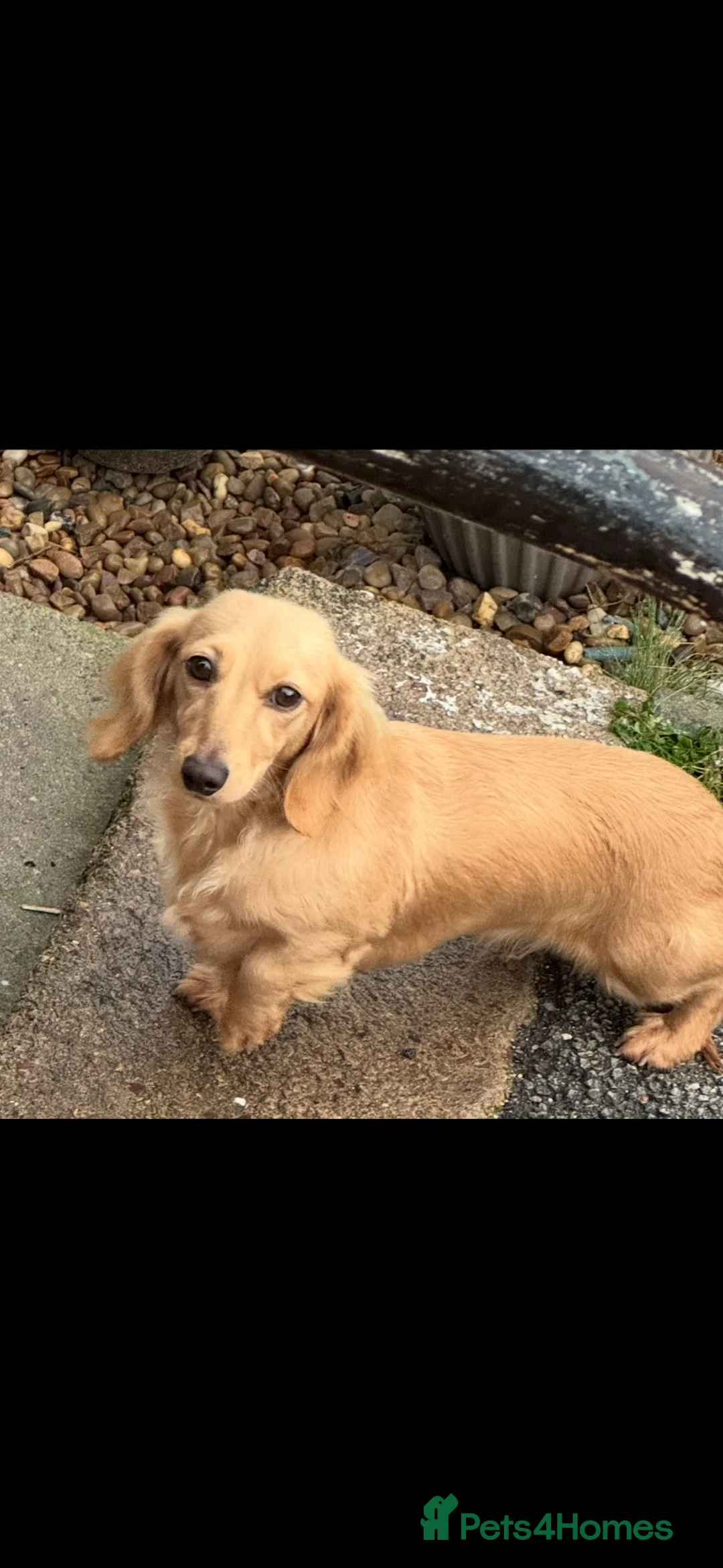 Miniature Dachshund dogs for sale: Cream Miniature dachshund for rehoming  - Advert 1
