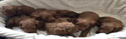 Cockapoo dogs for sale: Beautiful f2 cockapoo puppies - Advert 14