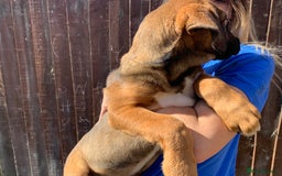 Mixed Breed dogs for sale: Cane corso X Alaskan malamute surprise litter  - Image 25