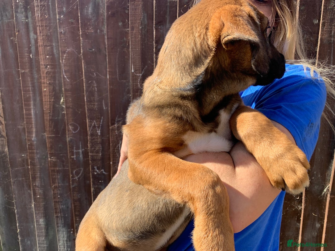 Mixed Breed dogs for sale: Cane corso X Alaskan malamute surprise litter  - Image 25