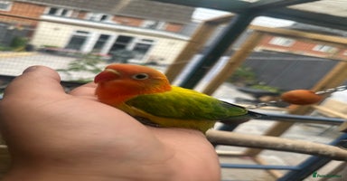 Lovebirds birds - Advert 11