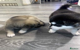 Huskita dogs for sale: huskeys  - Advert 6