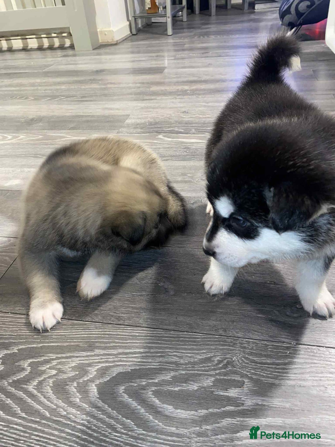 Huskita dogs for sale: huskeys  - Advert 6