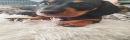 Miniature Dachshund dogs for sale: MINIATURE DACHSHUND! - Advert 7