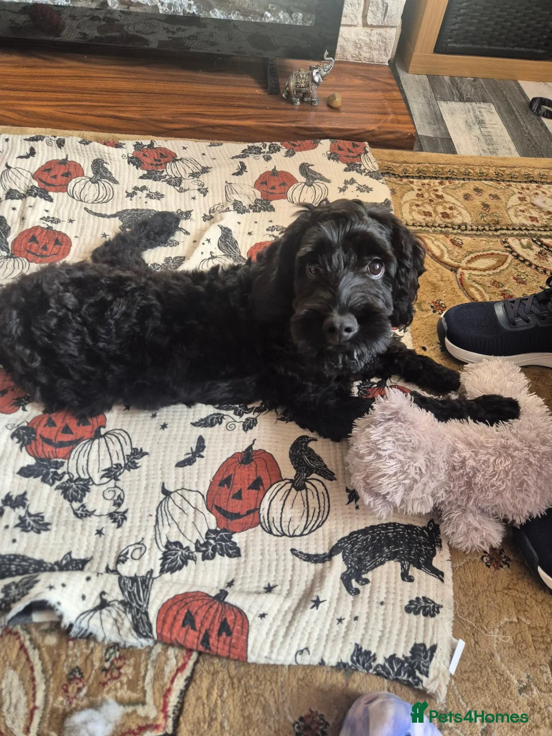 Mixed Breed dogs for sale: Cockerpoo - Advert 1