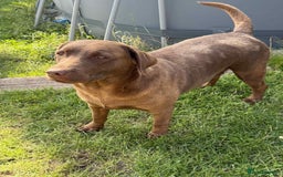 Labrador Retriever dogs for sale: Adult chocolate Labrador health tested  - Image 4