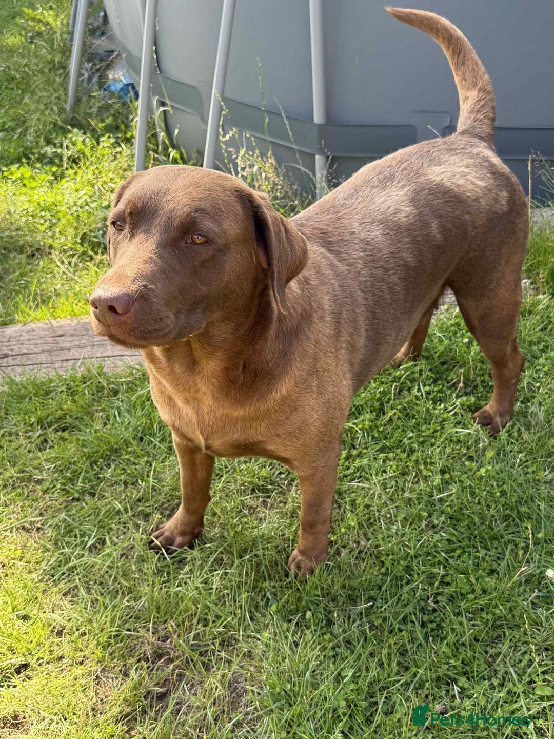 Labrador Retriever dogs for sale: Adult chocolate Labrador health tested  - Image 4