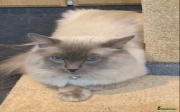 Ragdoll cats for sale: Ragdoll kittens  - Image 19