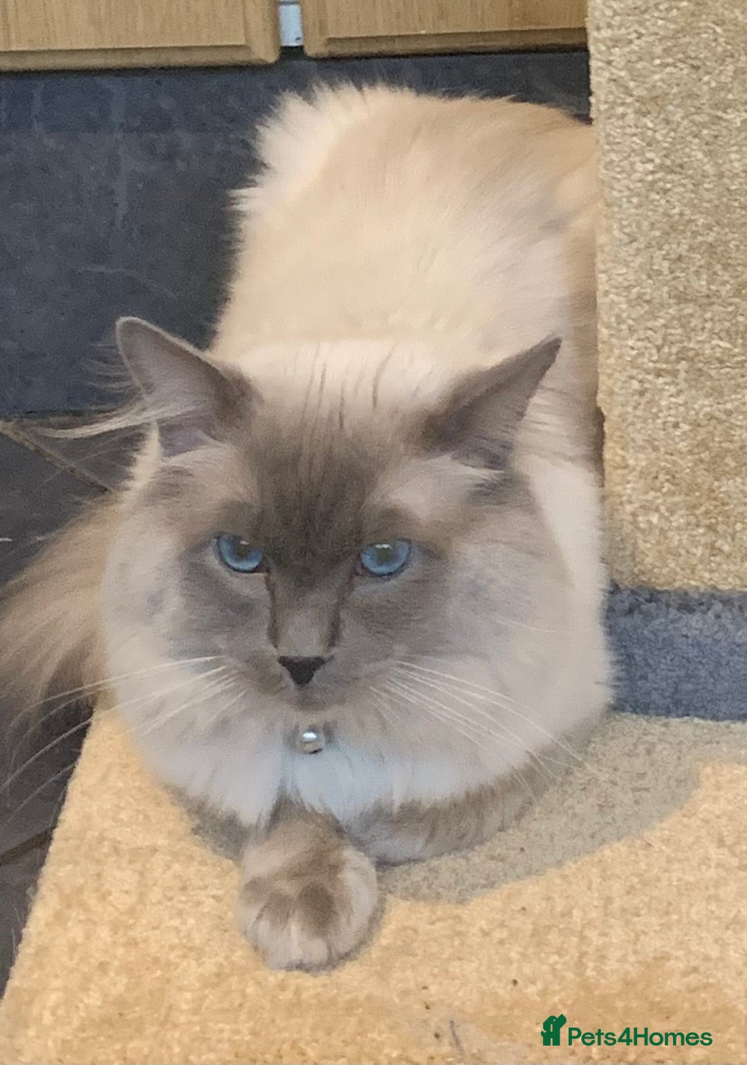 Ragdoll cats for sale: Ragdoll kittens  - Image 19