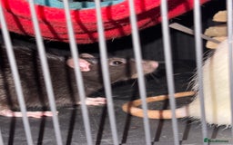 Rat rodents for sale: Rats for sale - Image 3