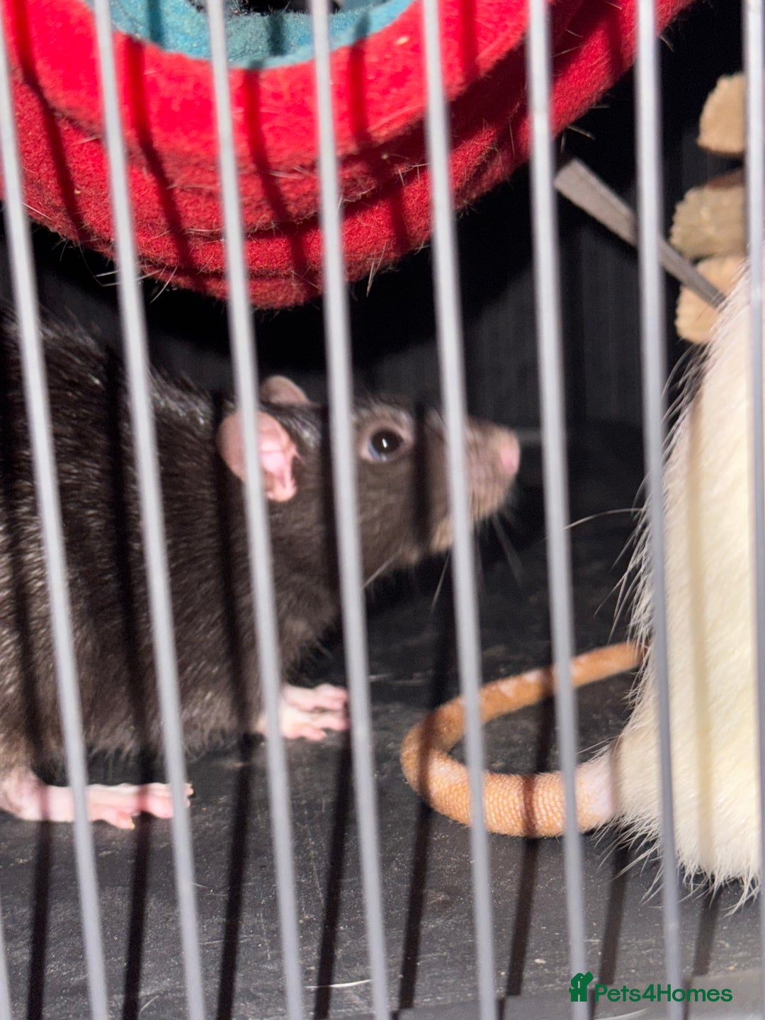 Rat rodents for sale: Rats for sale - Image 3
