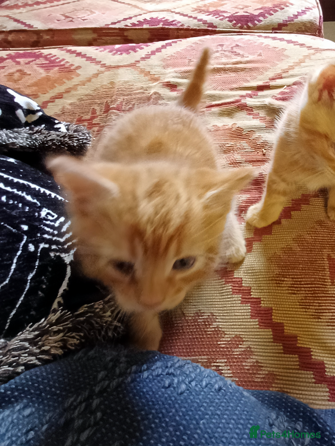 European cats for sale: 4 Adorable Kittens😻 Ready for Loving homes - Image 4